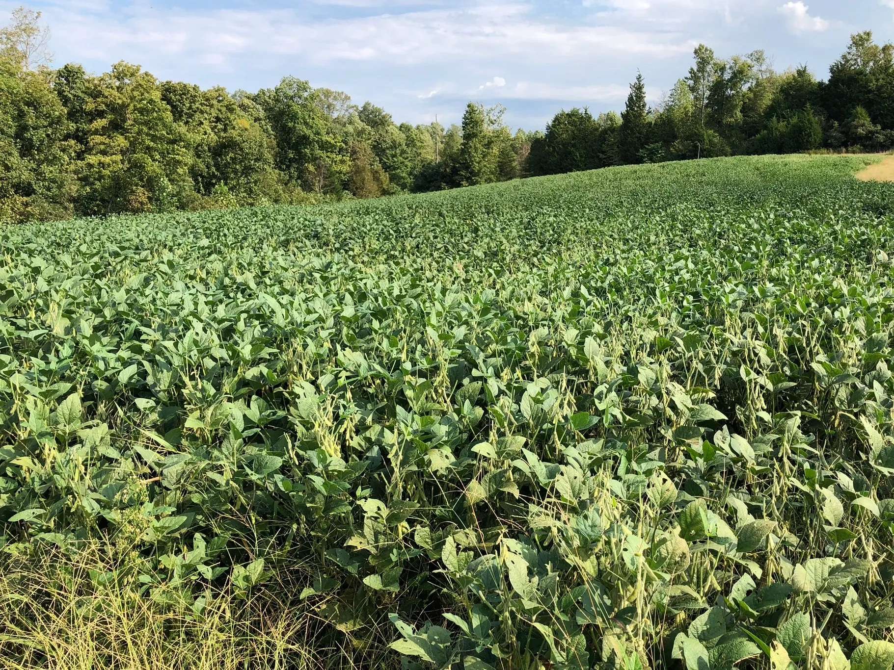 Read more about the article Using Eagle Seed Forage Soybeans for Summer and Fall